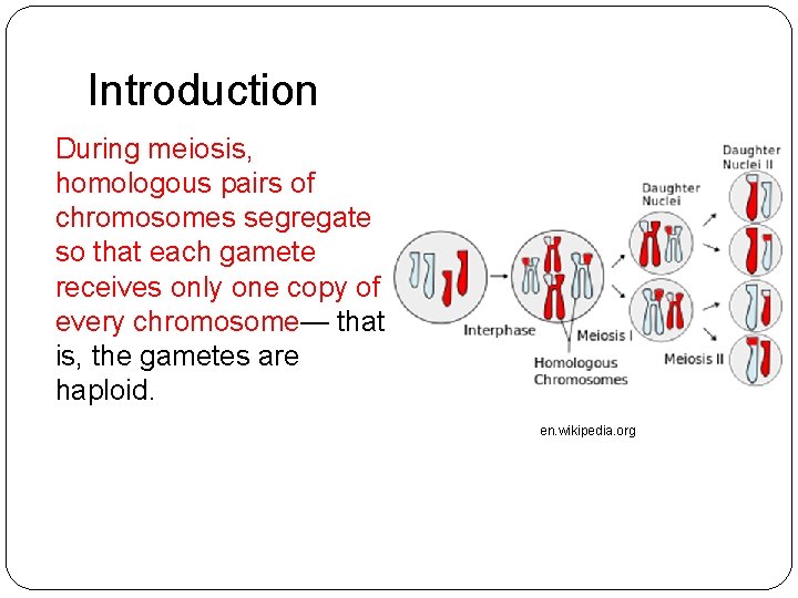 Introduction During meiosis, homologous pairs of chromosomes segregate so that each gamete receives only