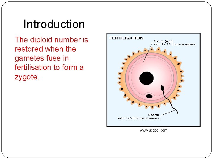 Introduction The diploid number is restored when the gametes fuse in fertilisation to form