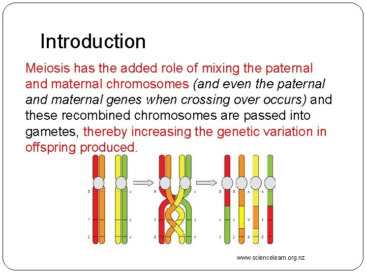 Introduction Meiosis has the added role of mixing the paternal and maternal chromosomes (and