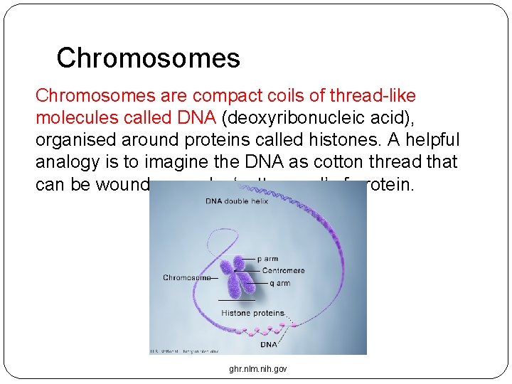 Chromosomes are compact coils of thread-like molecules called DNA (deoxyribonucleic acid), organised around proteins