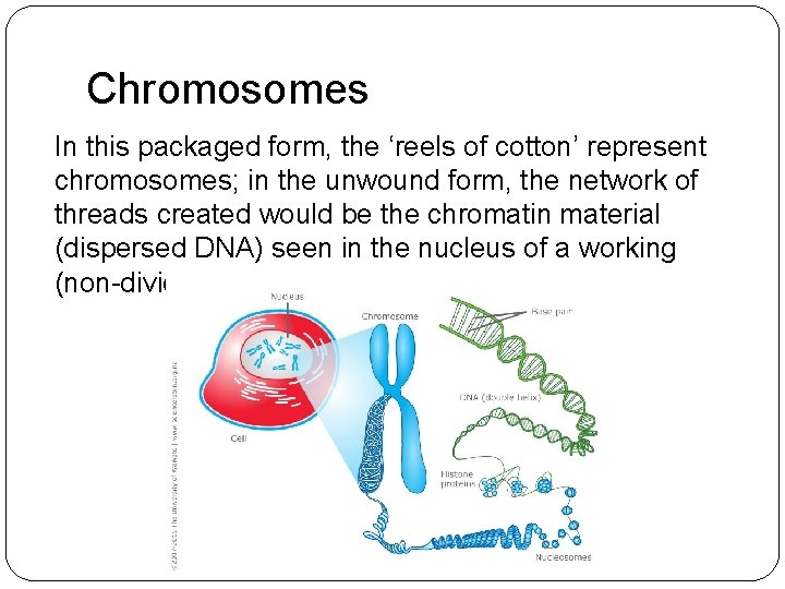 Chromosomes In this packaged form, the ‘reels of cotton’ represent chromosomes; in the unwound