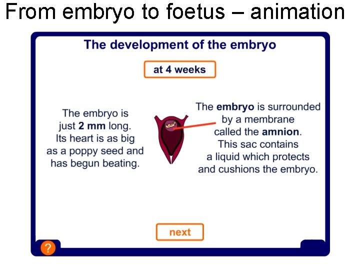From embryo to foetus – animation 