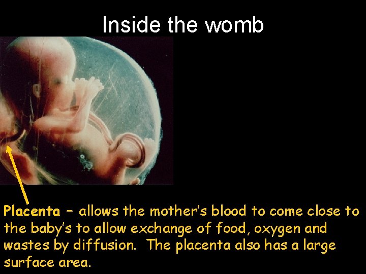 Inside the womb Placenta – allows the mother’s blood to come close to the