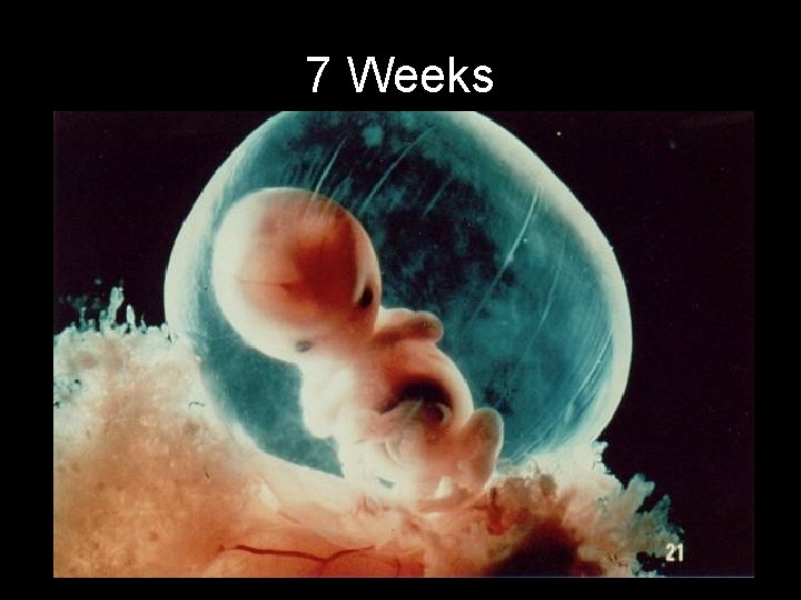 7 Weeks 