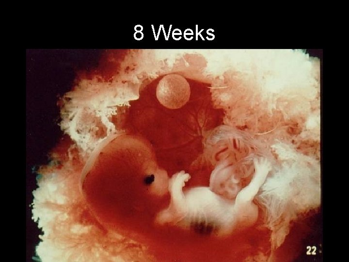 8 Weeks 