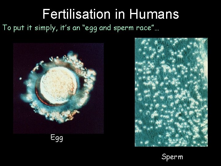 Fertilisation in Humans To put it simply, it’s an “egg and sperm race”… Egg