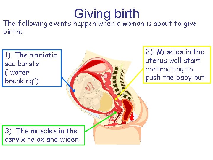 Giving birth The following events happen when a woman is about to give birth: