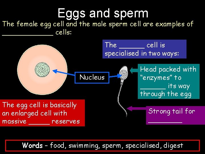 Eggs and sperm The female egg cell and the male sperm cell are examples
