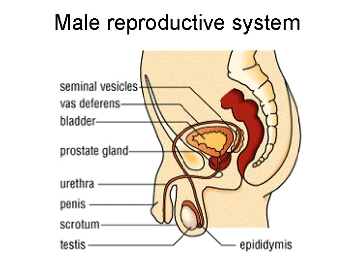 Male reproductive system 