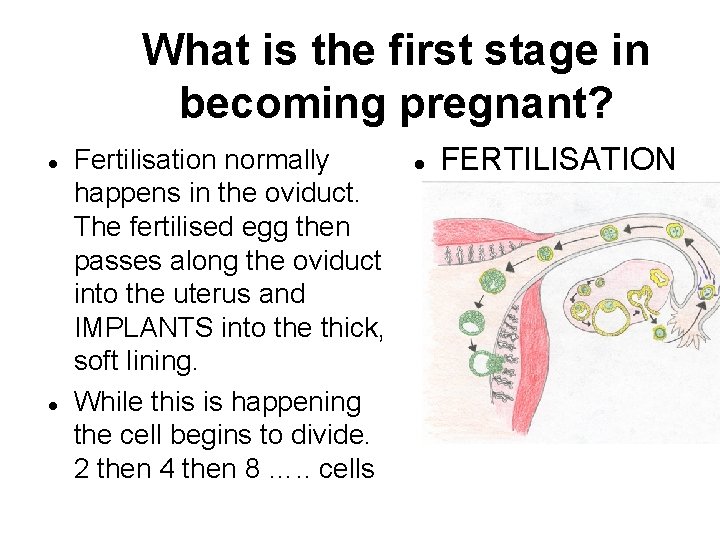 What is the first stage in becoming pregnant? Fertilisation normally happens in the oviduct.