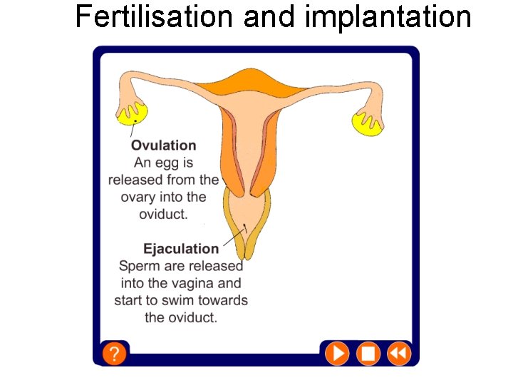  Fertilisation and implantation 