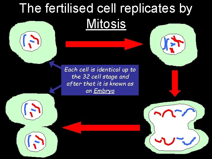 The fertilised cell replicates by Mitosis Each cell is identical up to the 32
