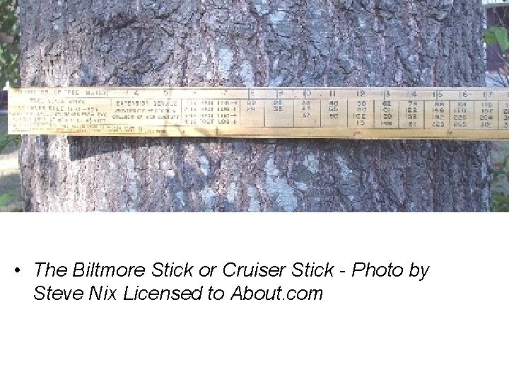  • The Biltmore Stick or Cruiser Stick - Photo by Steve Nix Licensed