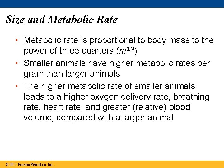 Size and Metabolic Rate • Metabolic rate is proportional to body mass to the