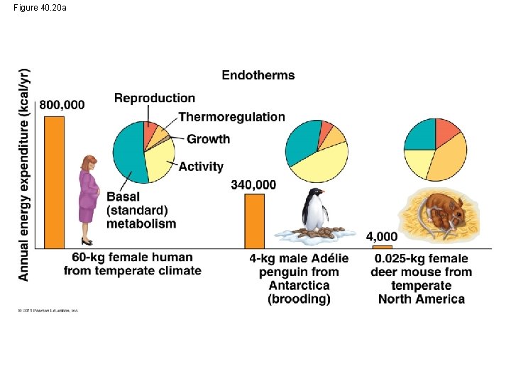 Figure 40. 20 a 