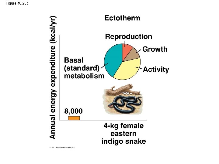 Figure 40. 20 b 