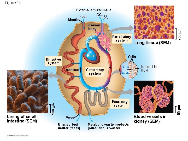 Figure 40. 4 External environment CO 2 O Food 2 Mouth Nutrients 250 m