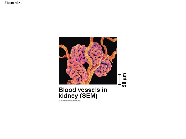 Blood vessels in kidney (SEM) 50 m Figure 40. 4 d 