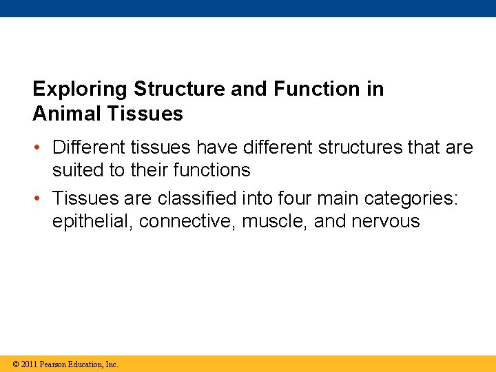 Exploring Structure and Function in Animal Tissues • Different tissues have different structures that