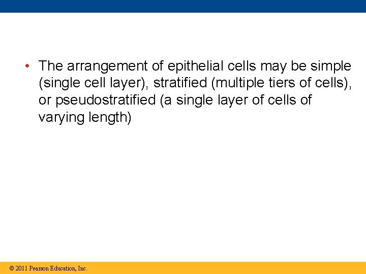  • The arrangement of epithelial cells may be simple (single cell layer), stratified
