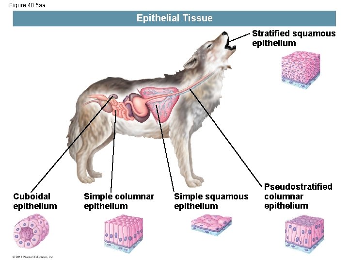 Figure 40. 5 aa Epithelial Tissue Stratified squamous epithelium Cuboidal epithelium Simple columnar epithelium