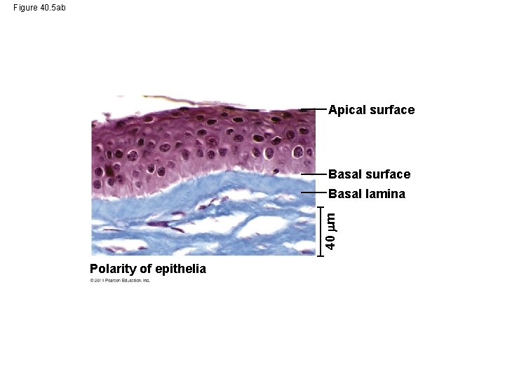 Figure 40. 5 ab Apical surface Basal surface 40 m Basal lamina Polarity of