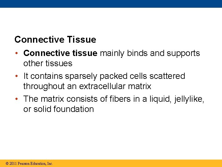 Connective Tissue • Connective tissue mainly binds and supports other tissues • It contains
