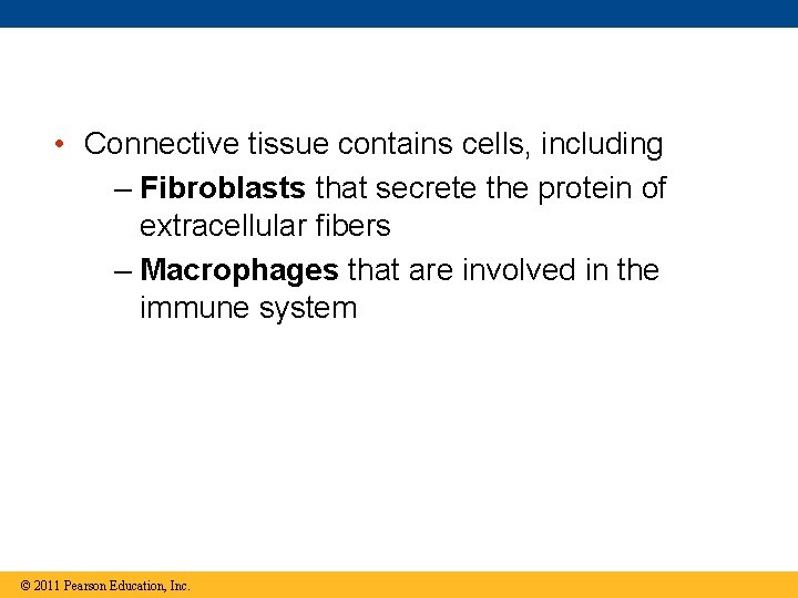  • Connective tissue contains cells, including – Fibroblasts that secrete the protein of