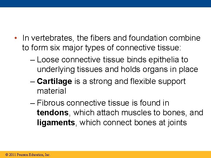  • In vertebrates, the fibers and foundation combine to form six major types