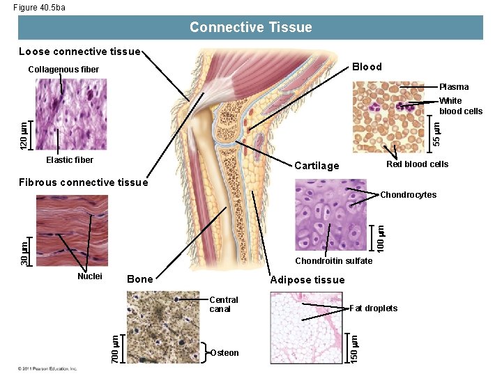 Figure 40. 5 ba Connective Tissue Loose connective tissue Blood Collagenous fiber Plasma 55