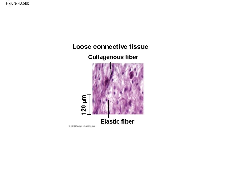 Figure 40. 5 bb Loose connective tissue 120 m Collagenous fiber Elastic fiber 