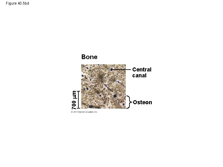 Figure 40. 5 bd Bone 700 m Central canal Osteon 