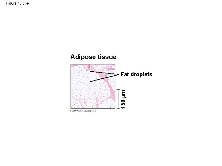 Figure 40. 5 be Adipose tissue 150 m Fat droplets 