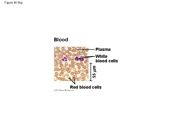 Figure 40. 5 bg Blood Plasma 55 m White blood cells Red blood cells
