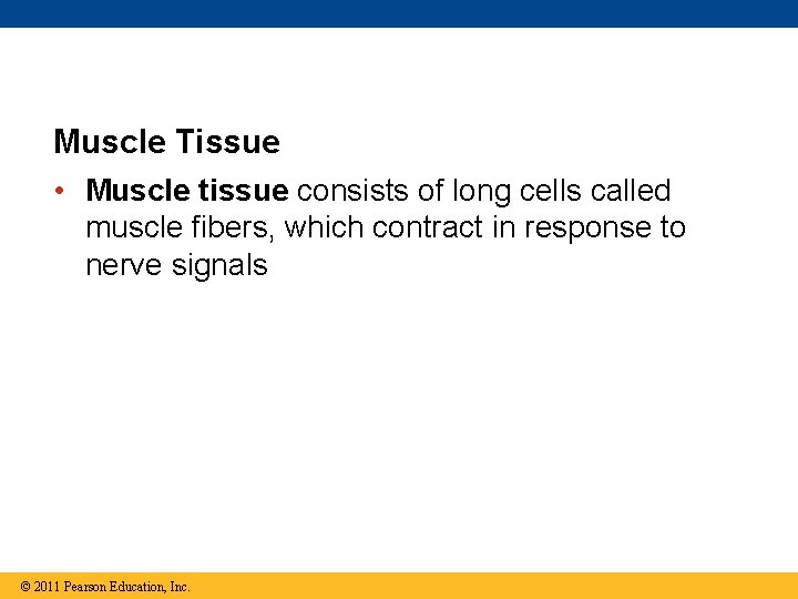 Muscle Tissue • Muscle tissue consists of long cells called muscle fibers, which contract