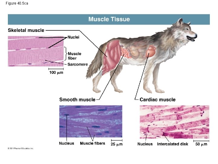 Figure 40. 5 ca Muscle Tissue Skeletal muscle Nuclei Muscle fiber Sarcomere 100 m