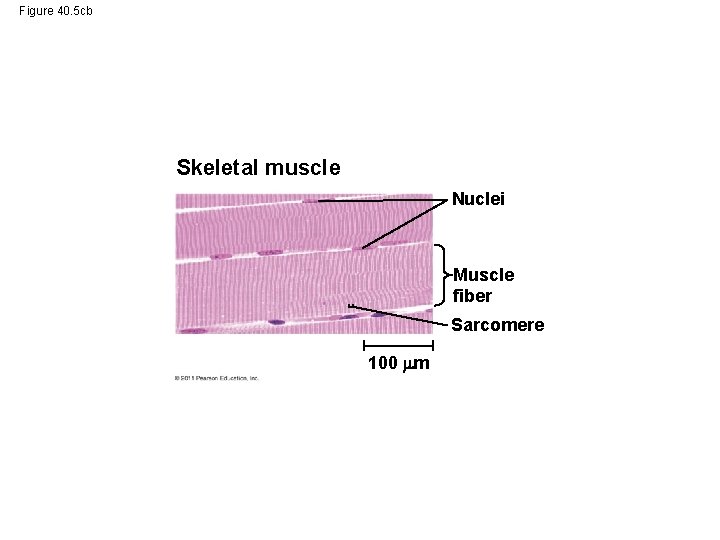 Figure 40. 5 cb Skeletal muscle Nuclei Muscle fiber Sarcomere 100 m 