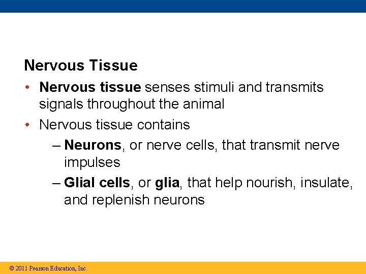 Nervous Tissue • Nervous tissue senses stimuli and transmits signals throughout the animal •