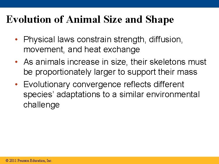 Evolution of Animal Size and Shape • Physical laws constrain strength, diffusion, movement, and