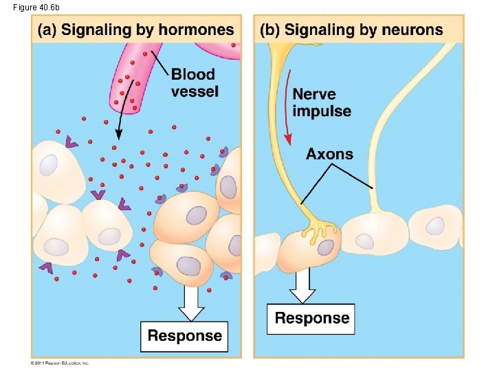 Figure 40. 6 b 