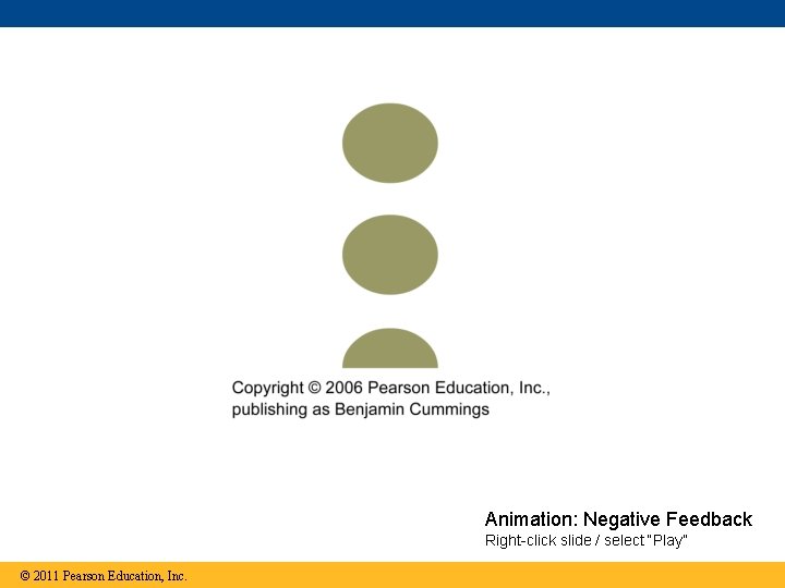 Animation: Negative Feedback Right-click slide / select “Play” © 2011 Pearson Education, Inc. 