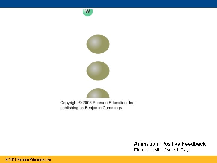 Animation: Positive Feedback Right-click slide / select “Play” © 2011 Pearson Education, Inc. 