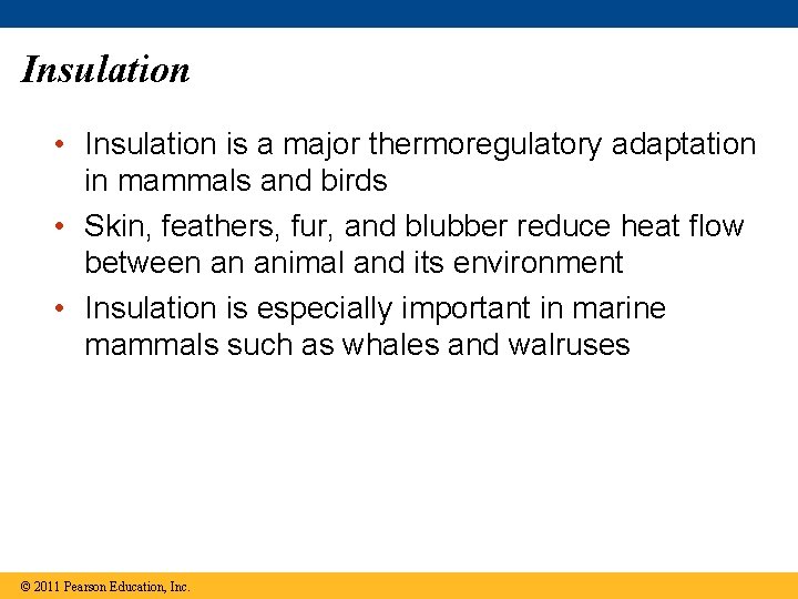 Insulation • Insulation is a major thermoregulatory adaptation in mammals and birds • Skin,