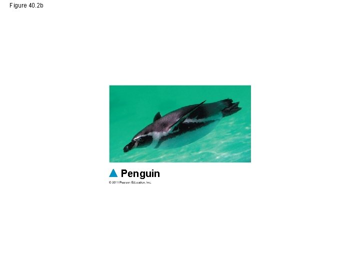 Figure 40. 2 b Penguin 