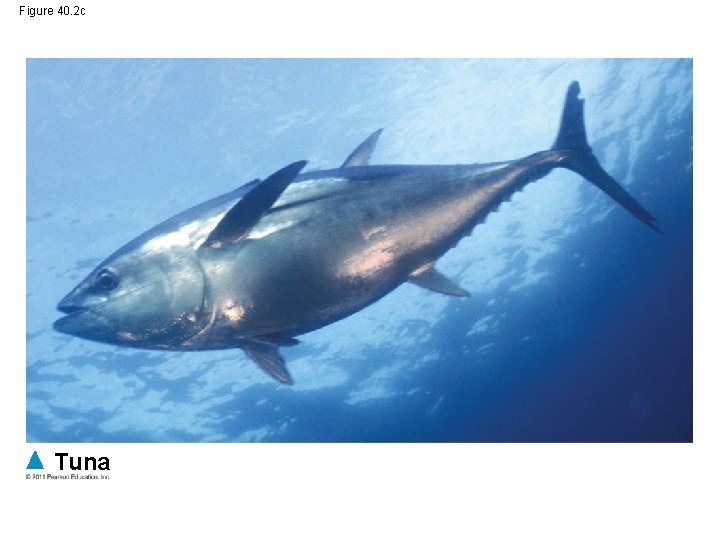 Figure 40. 2 c Tuna 