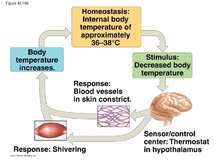 Figure 40. 16 b 