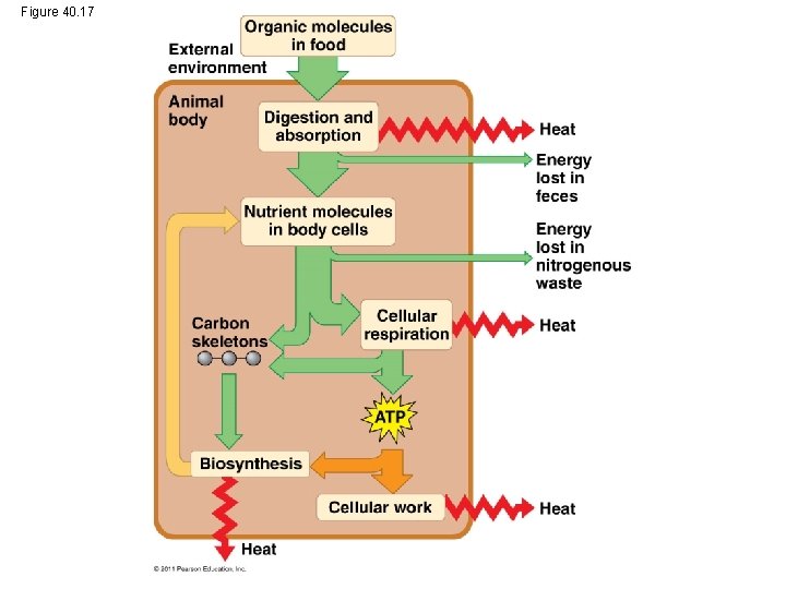 Figure 40. 17 