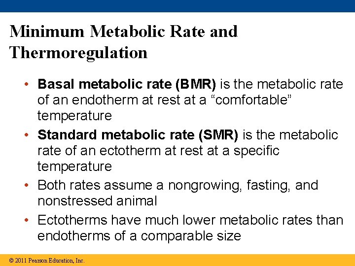 Minimum Metabolic Rate and Thermoregulation • Basal metabolic rate (BMR) is the metabolic rate