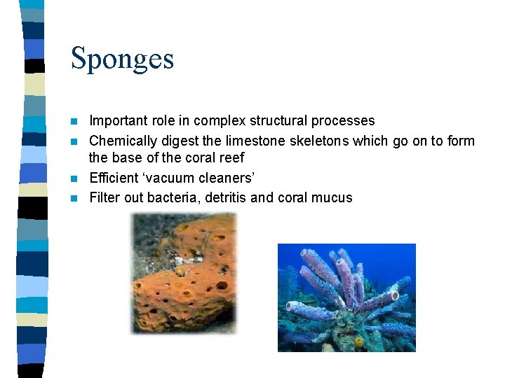 Sponges Important role in complex structural processes n Chemically digest the limestone skeletons which