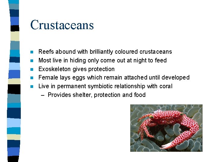 Crustaceans n n n Reefs abound with brilliantly coloured crustaceans Most live in hiding